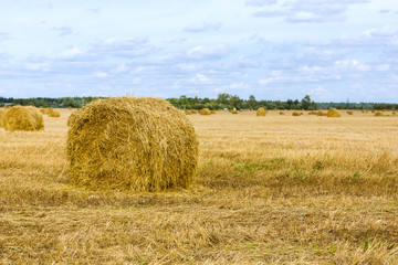 Fototapeta premium Golden fields with hay rolls, harvesting, agricultural landscape