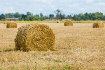 Fototapeta premium Golden fields with hay rolls, harvesting, agricultural landscape