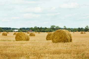 Golden fields with hay rolls, harvesting, agricultural landscape