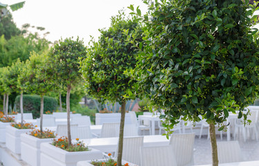 Bay trees before flowering border outdoor reatauraunt terrace. row of Laurel trees.