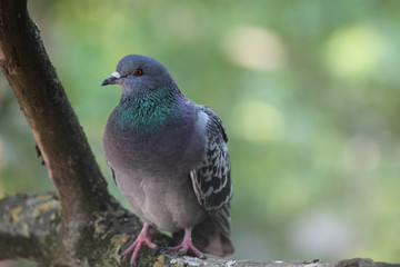 A dove sits on a tree branch on a summer day.