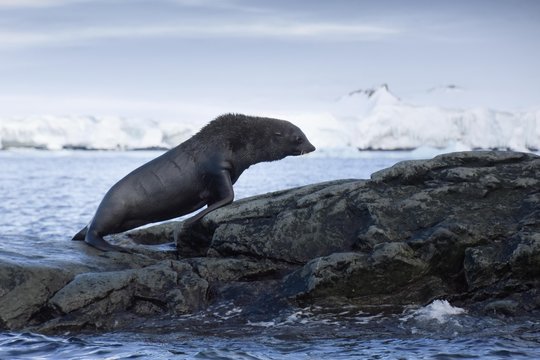 otarie antarctique