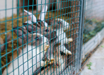 Cute small coloured rabbits waiting for food  in the cell outside. Selective focus.