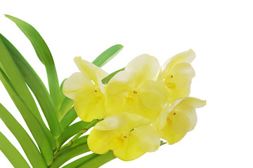 Blooming Yellow Vanda Charles Goodfellow Orchid Flowers with Green Leaves Isolated on White Background