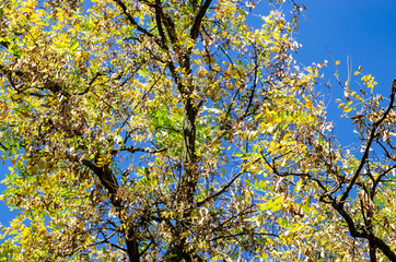 Old acacia in the fall