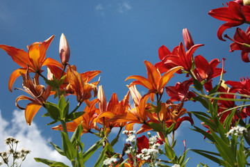 Bright orange lilies against the sky in the garden on a sunny summer day.