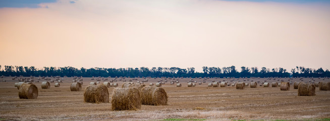 Panoramic view of big round haystacks on field in countryside