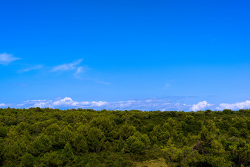 Obraz premium Trees and sky