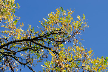 Branch of an old acacia