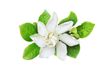 Obraz na płótnie Canvas Gardenia jasminoides, Cape Jasmine Flower with Green Leaves and Water Drops Isolated on White Background