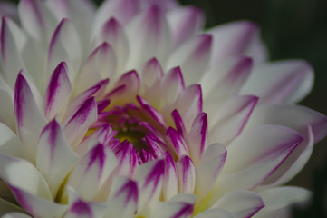 Dahlia-Blume beim Aufblühen