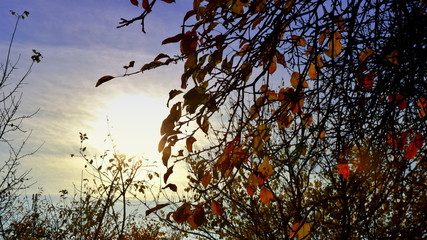 tree with orange leaves