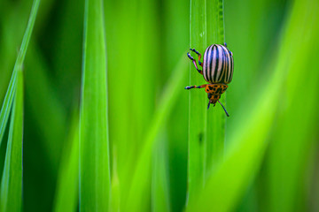  Colorado potato beetle on green leaf