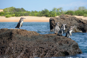 Group of Galapagos penguins on a rock in Santiago Island, Galapagos Island, Ecuador, South America. © No Drama Llama