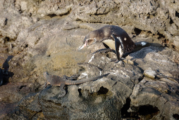 Galapagos Penguin scaring away Marine Iguana, Santiago Island, Galapagos Island, Ecuador, South America.