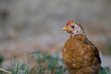 Poussin