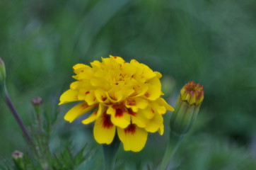 yellow flower in garden