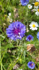 flowers on green background of blue sky
