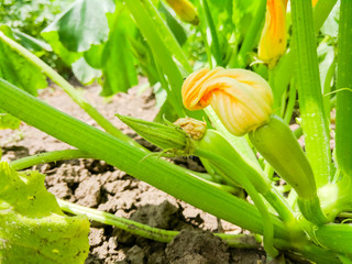 Zucchini ripen in garden. Green zucchini with flower on bush. Vegetables for vegan ripen in garden. Healthy food