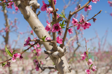 Beautiful pink peach flowers petals and trees blooming on a spring sunny day