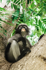 Dusky leaf monkey in Thailand