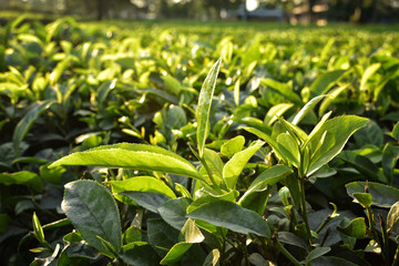 Beautiful and fresh green tea leaves