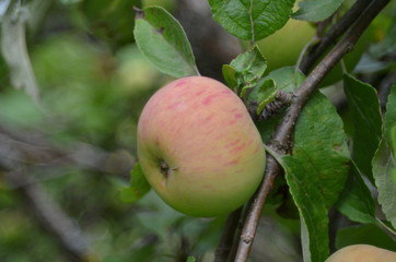 ripe apples on a branch