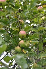 green apples on a tree