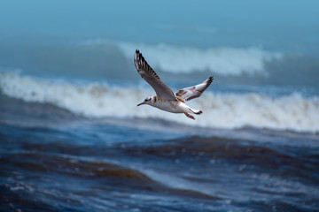 Fototapeta na wymiar Single seagull flying with with sea as a background