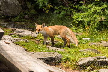 Naklejka na ściany i meble young fox. wild animal photo