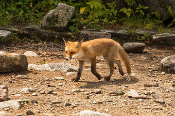 young fox. wild animal photo