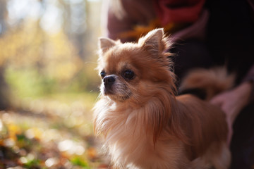 cute Chihuahua dog for a walk in autumn park
