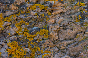 Lichen of the genus Crustose lichen on stones. Background.