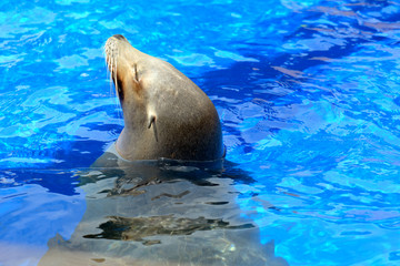 Obraz premium Seal basking in the sun on a summer day.