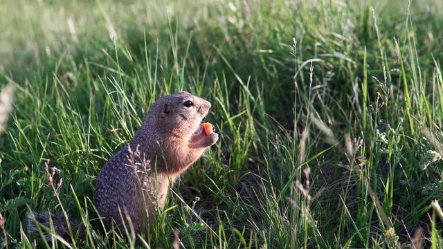 Puffy funny gopher sits in the grass and nibbles or eats a carrot.