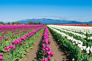Fototapeta na wymiar Bright pink and white tulip rows. 