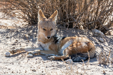 Black-backed Jackal