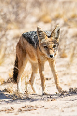 Black-backed Jackal