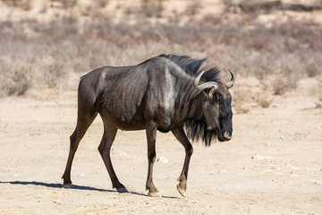 Blue Wildebeest