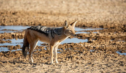Fototapeta premium Black-backed Jackal