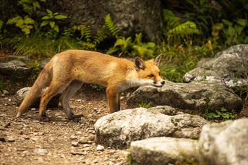young fox. wild animal photo