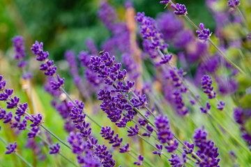 Obraz premium Lavender blooms in the garden. Aromatic and medicinal plants in the garden. Purple and blue lavender flowers. Natural background of lavender plants.