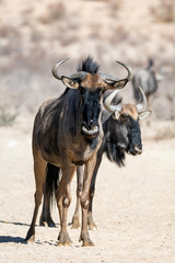 Blue Wildebeest