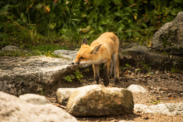 young fox. wild animal photo