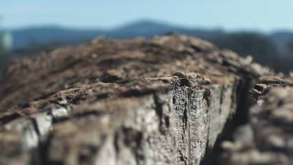 Macro Wood