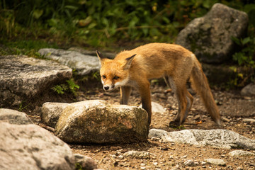 young fox. wild animal photo