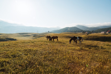 Herd of horses in a field