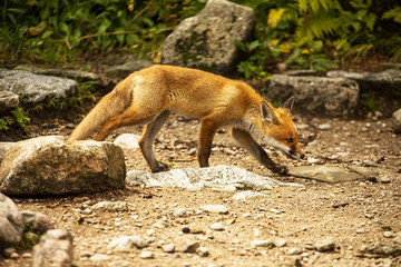 young fox. wild animal photo