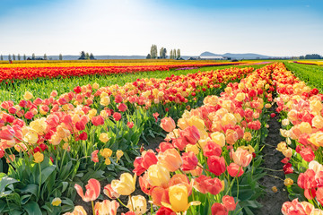 Bright colorful tulip field, blue sky.