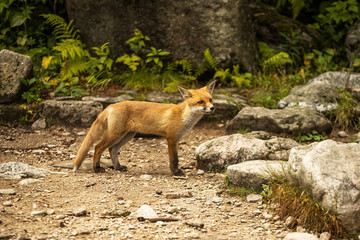 young fox. wild animal photo